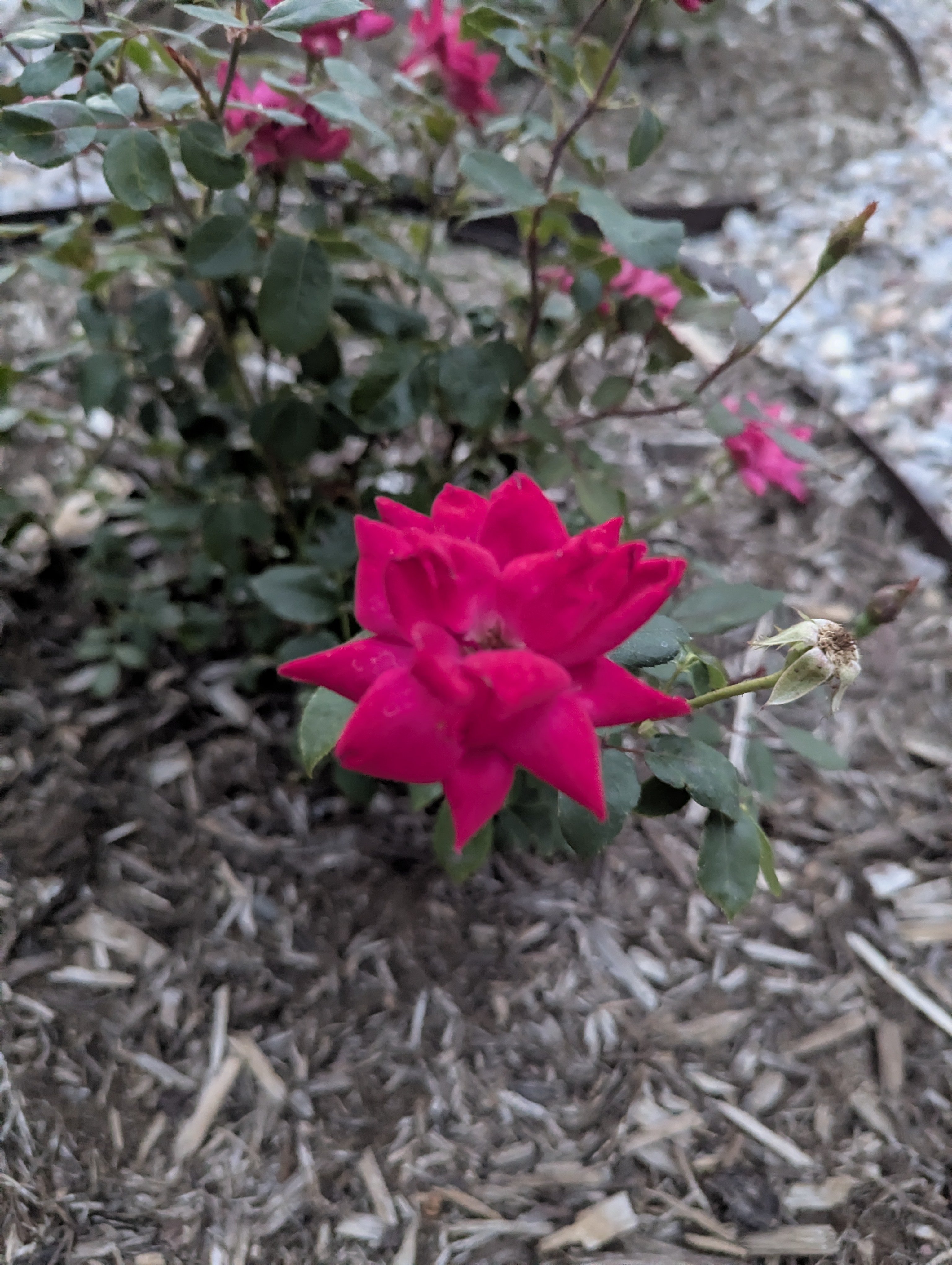 Garden, Morrison, Colorado